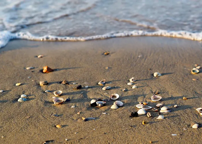 In 24550 דירה ביביונה